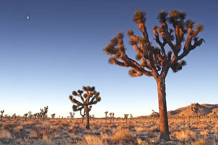 joshua tree; joshua tree national park;  sunrise; hdr photo