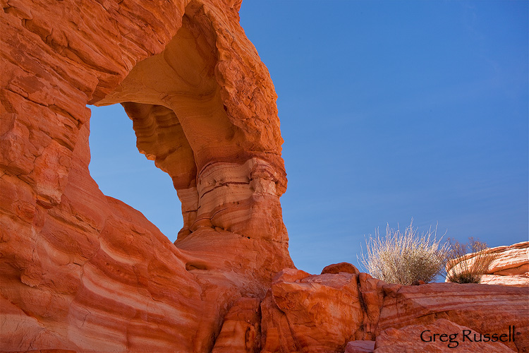 A redrock arch, and backlit plant in Nevada's Valley of Fire State Park