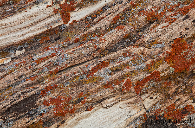 petrified wood in the bisti badlands of northwestern new mexico