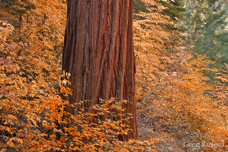 Autumn scene in sequoia national par