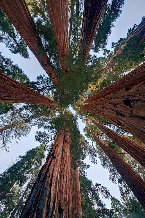 looking into the treetops in a grove of giant sequoia trees