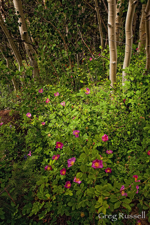 a beautiful patch of wild rose on boulder mountain, utah