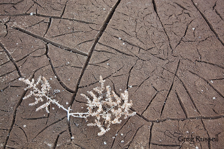 cracked mud on the paria river, southern utah
