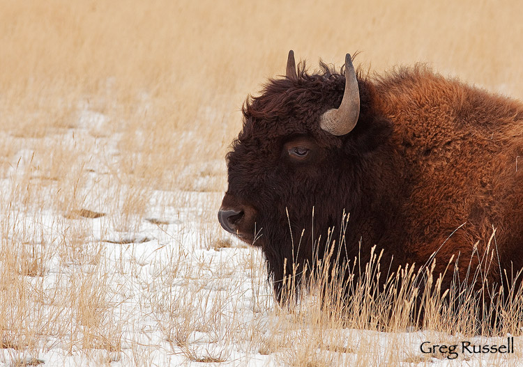 A bison on the high plains of north central Wyoming