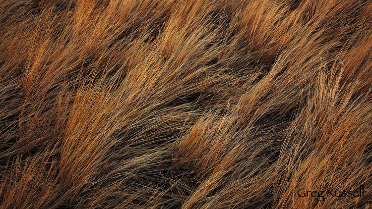 abstract image of bunchgrass on the high plains of central wyoming