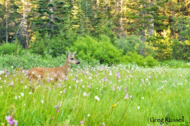ortonized mule deer and wildflowers, Yosemite national park