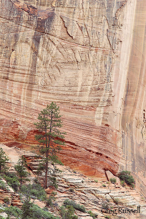 Ponderosa Pine and Navajo Sandstone, Zion National Park, Utah