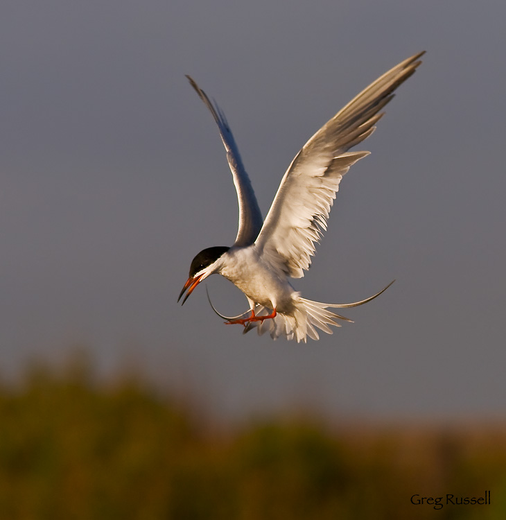 Common tern landing at Bolsa Chica Wetlands Common Tern April 2010