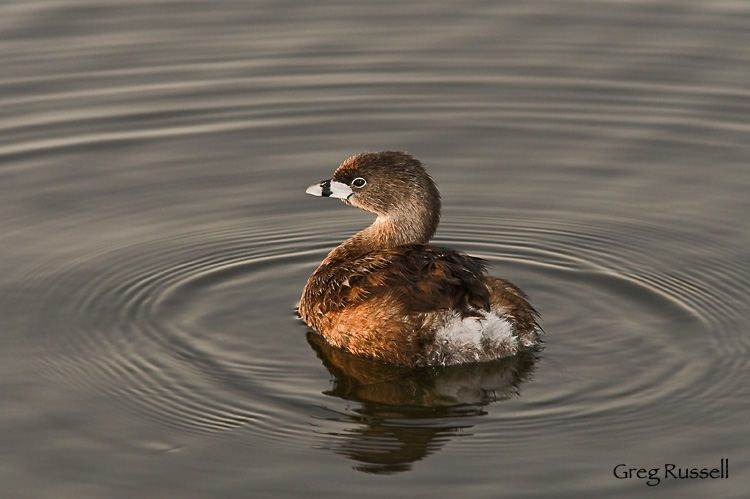 image of piedbilled grebe at bolsa chica wetlands