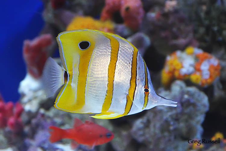 Photograph of a copperband butterflyfish (Chelmon rostratus)