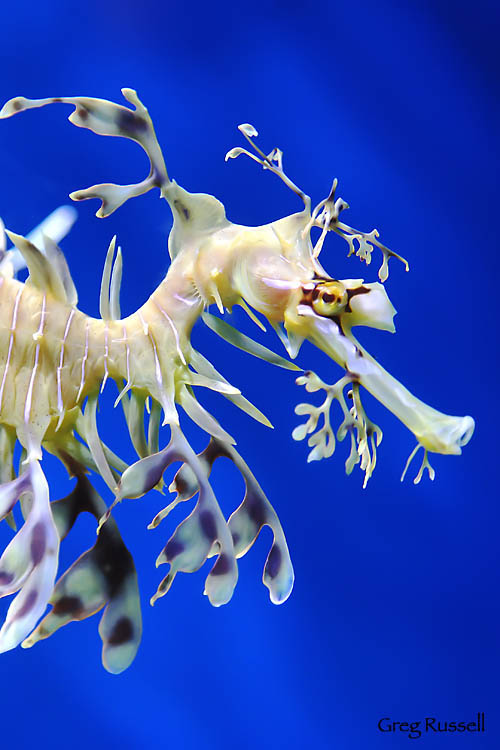Photograph of a leafy sea dragon photo (Phycodurus eques)