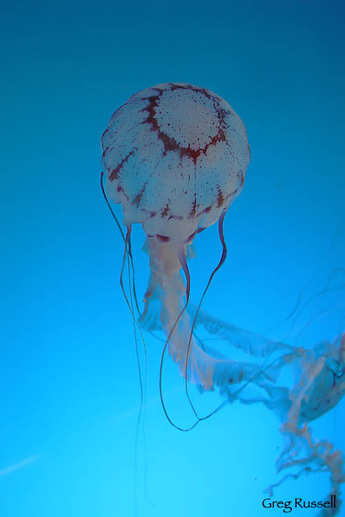 Photo of a sea jelly (Cnidaria)