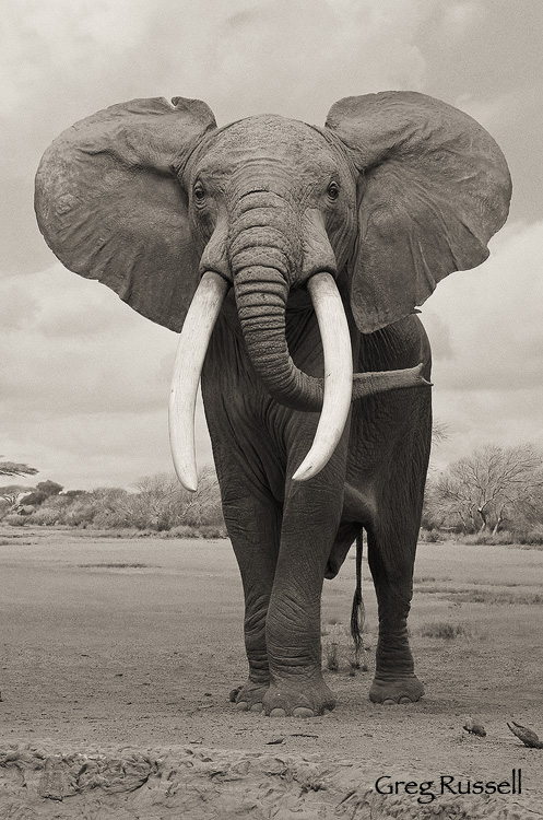 African Elephant (Loxodonta sp.) diorama