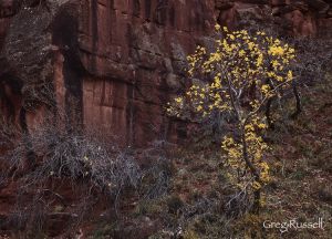 Zion National Park, Utah