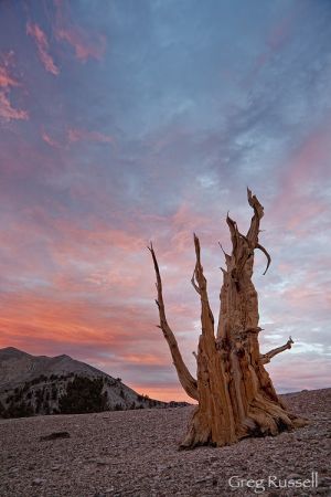 White Mountains, California