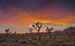 Joshua Tree National Park, California