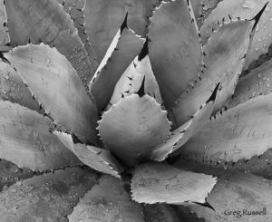 Agave detail