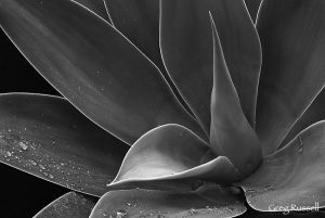 Agave detail