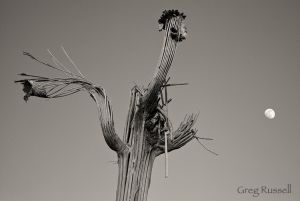 Saguaro Cactus Skeleton & Moon