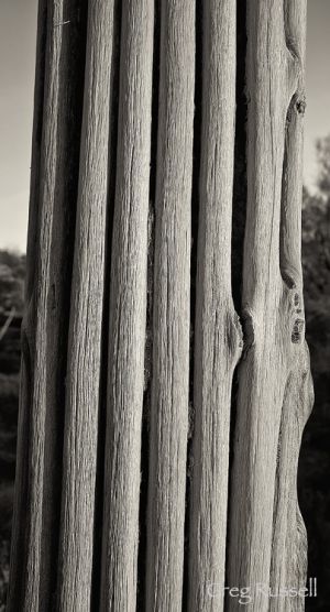 Saguaro skeleton detail, Arizona