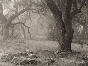 Gnarled Oaks & Fog