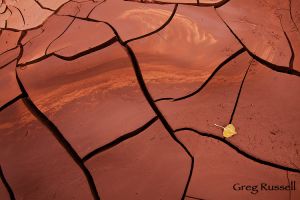 Mud & Cottonwood Leaf, Utah
