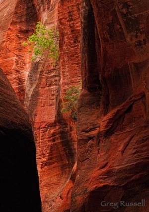 Maple & Cliff Face, Utah