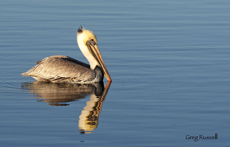 A brown pelican (Pelecanus occidentalis) is a common bird along the Pacific Coast.