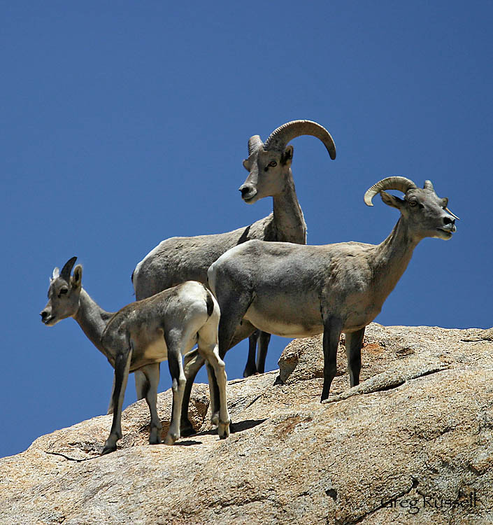 Desert Bighorn sheep in Joshua Tree National Park, California