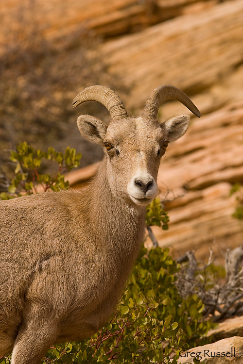 Desert Bighorn sheep ewe in Zion National Park, Utah