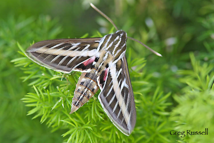 Sphinx moth flapping its wings