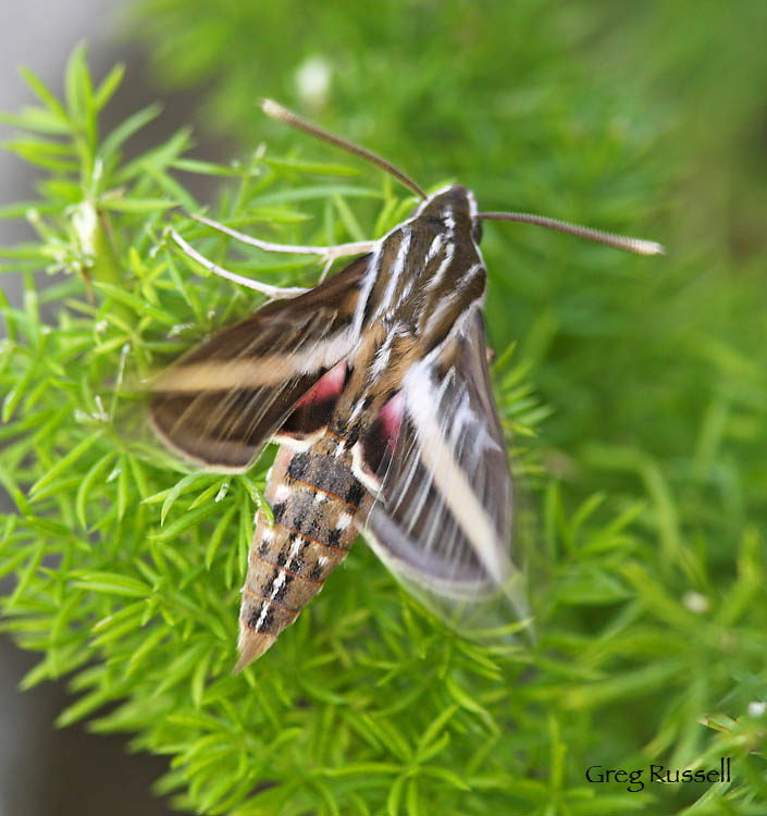 Sphinx moth flapping its wings