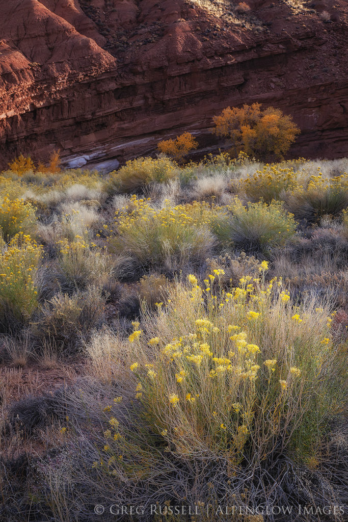 rabbit brush and cottonwoods along a creek in southern Utah