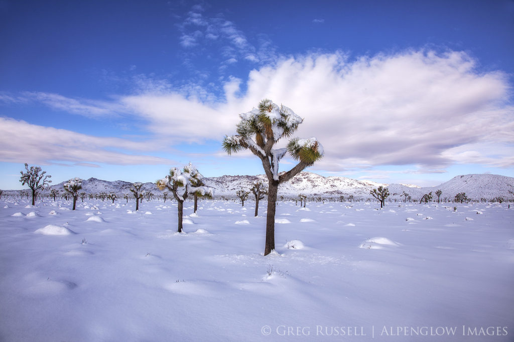 snow-covered Joshua Tree forest in the Mojave Desert