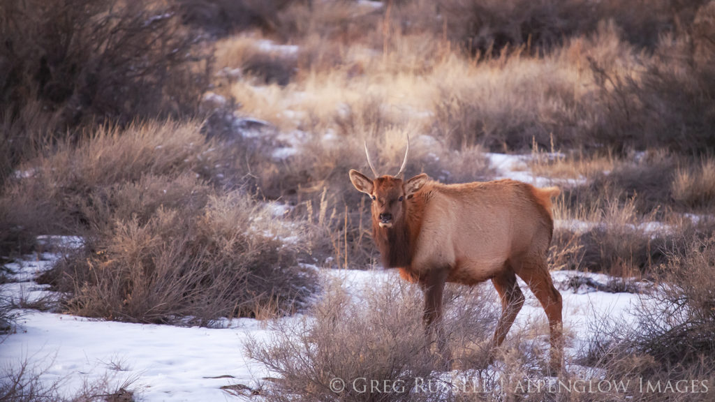 A young bull elk in its winter coat near Sunset at Chaco Canyon, NHP, New Mexico