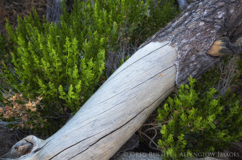 Alpenglow Images Alpenglow Images | Landscape & Nature Photography by ...