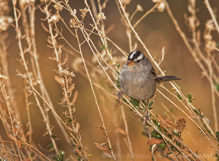 A white-crowned sparrow perches on a branch in California’s desert. 