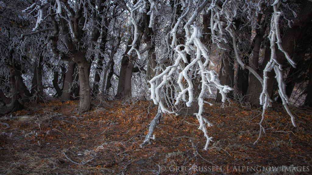Hoarfrost on trees with fallen leaves underneath in the san Gabriel mountains near Wrightwood, California 