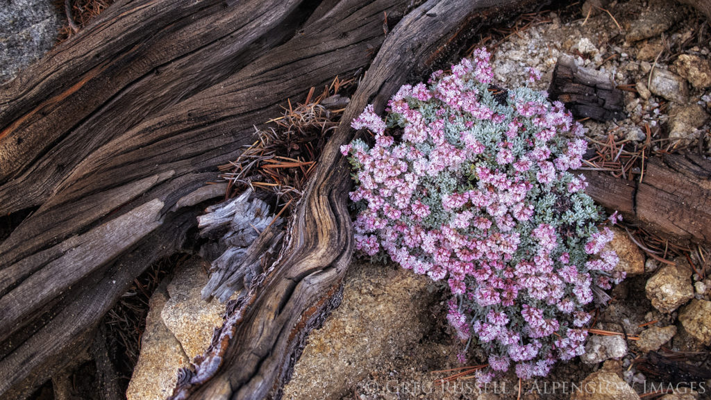 Buckwheat grows on the ground near the summit of San Gorgonio Mountain in Southern California.