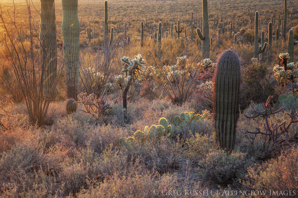 Backlit cactus species at sunset in the Sonoran Desert near Tucson Arizona.