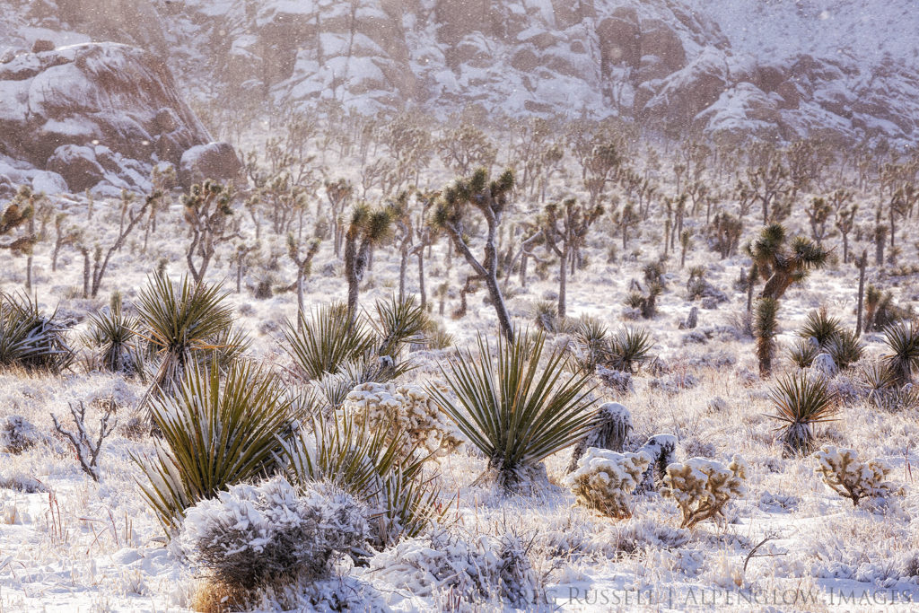 Sun shines on desert shrubs and joshua trees, all covered in snow, while sunlit snowflakes blow through the air like diamonds.
