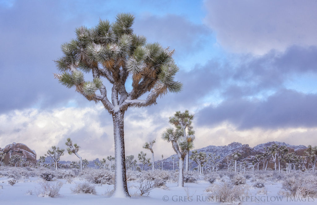 Snow covered joshua trees and a clearing storm.