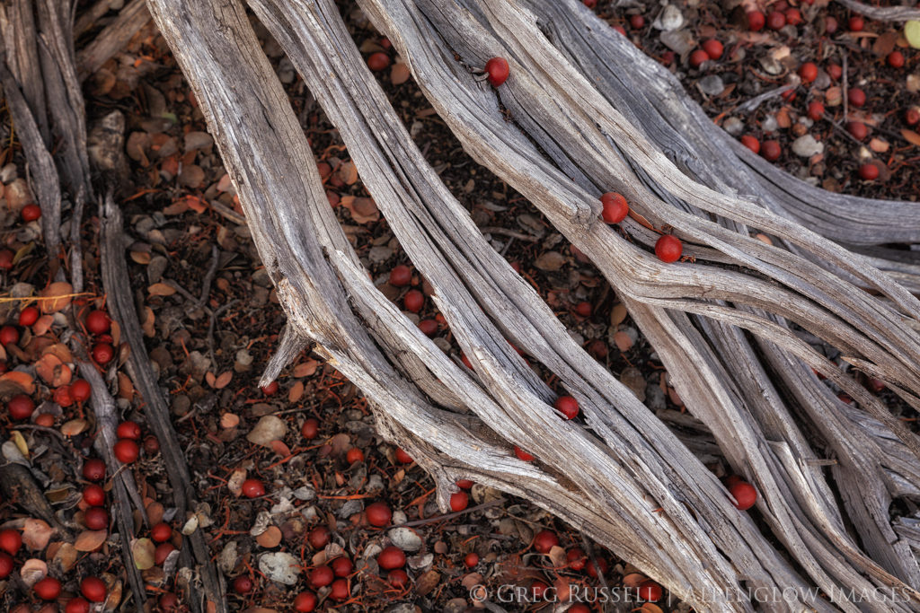 A section of dead manzanita branch, covered with berries which have fallen from the live branches above.