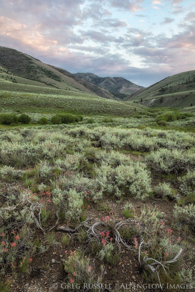 A sea of sagebrush in central nevada under a colorful sunset.