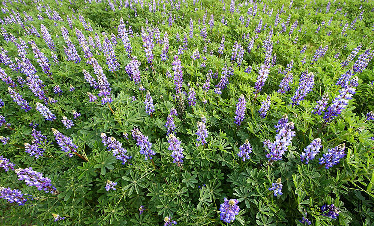 Lupine wildflowers grow in northern San Diego County, California