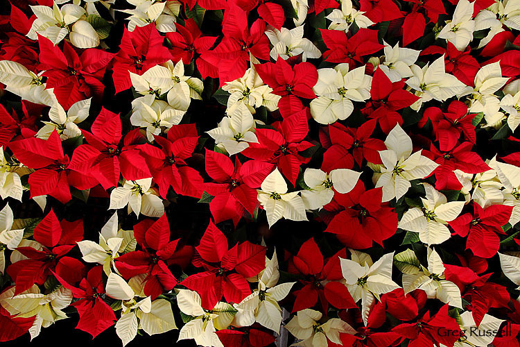 A christmas scene of red and white poinsettias