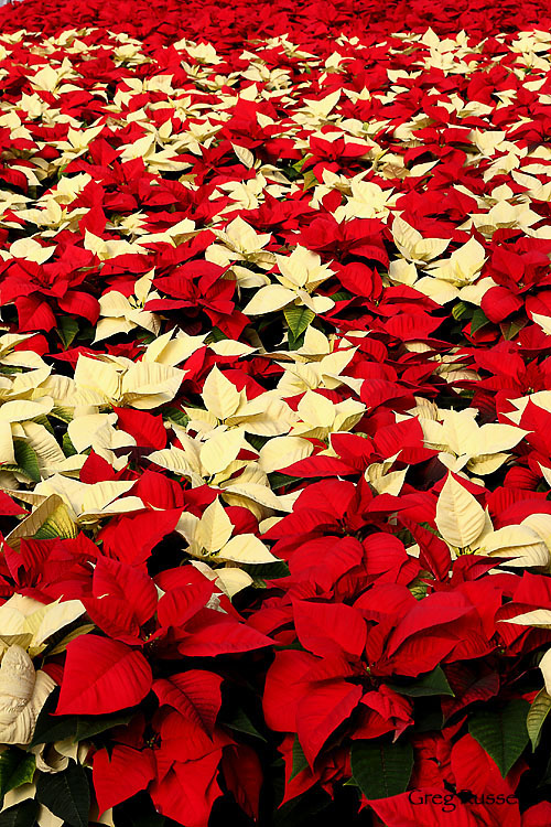 Infinite field of poinsettias in a greenhouse