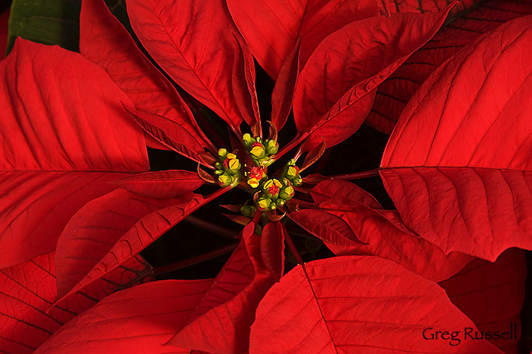Intimate, detailed image of a red poinsettia flower