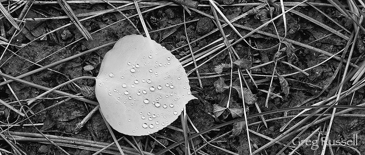 black and white detail of a rain soaked aspen leaf