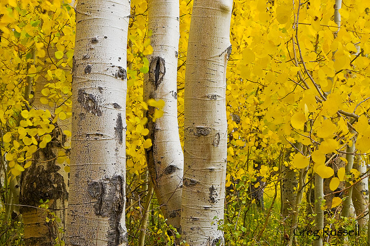 fall colors near convict lake in the eastern sierra nevada mountains